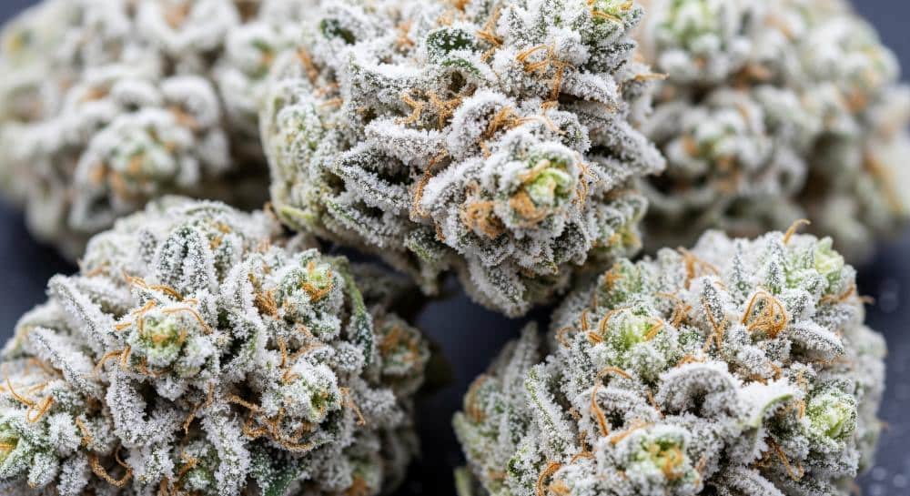 closeup shot of snow cap strain