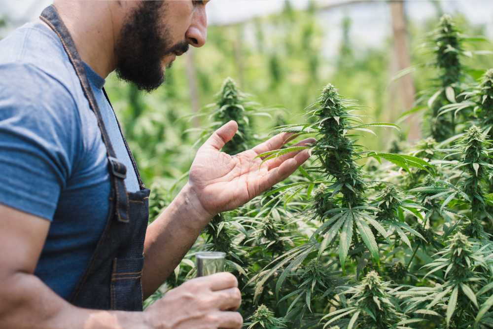 farmer inspecting sativa plants