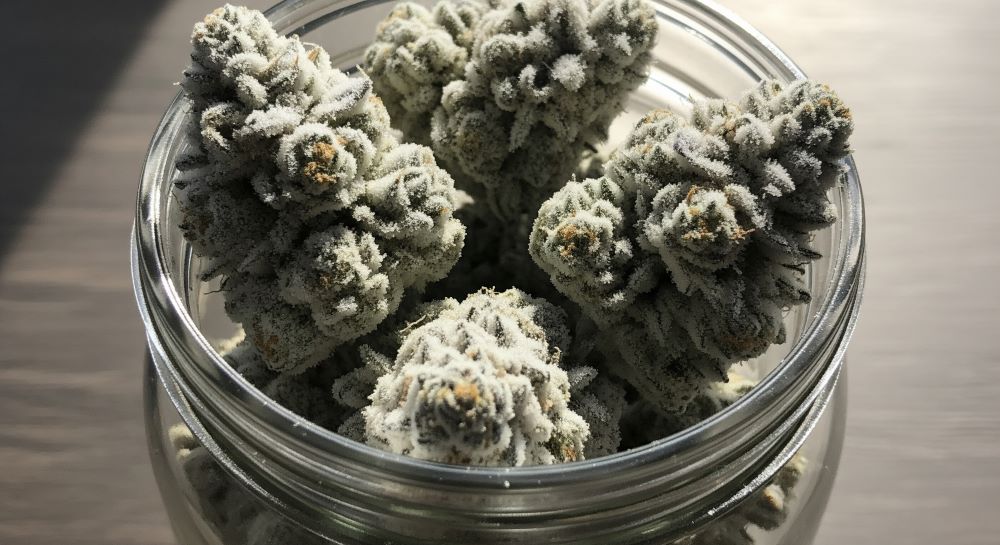 frosty snow cap cannabis buds in a glass jar