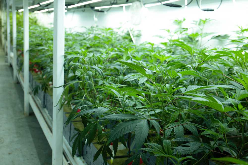 growing indoor cannabis farm