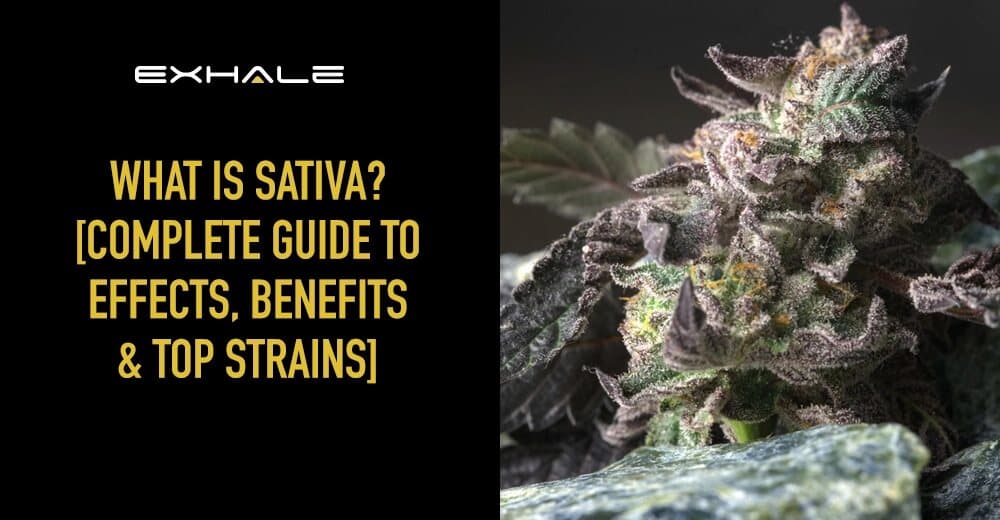 what is sativa