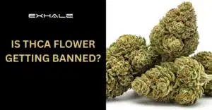 THCa flower ban post thumbnail