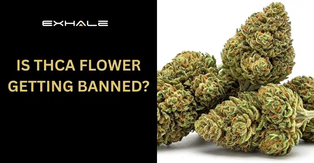 THCa flower ban post thumbnail